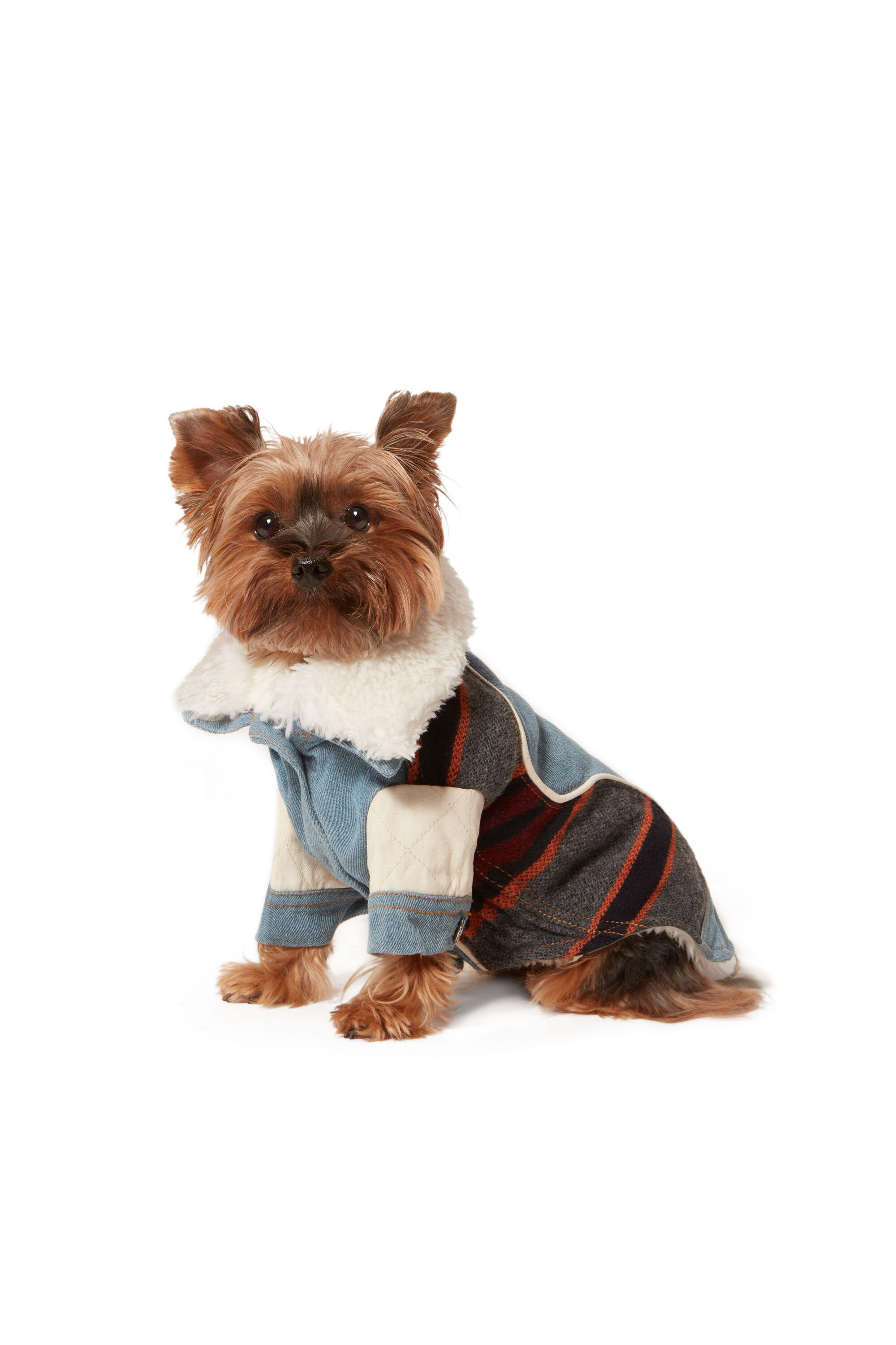 Ed dog clothes hotsell